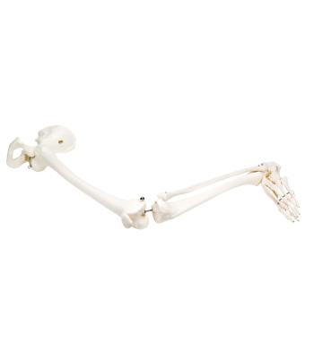 3B Scientific Anatomical Model - loose bones, leg skeleton with hip (wire) - Includes 3B Smart Anatomy