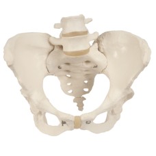 3B Scientific Anatomical Model - Pelvic Skeleton, female, with movable femur heads - Includes 3B Smart Anatomy