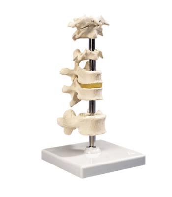 3B Scientific Anatomical Model - 6 mounted vertebrae with removable stand - Includes 3B Smart Anatomy