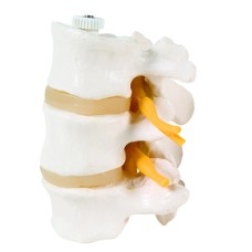 3B Scientific Anatomical Model - 3 Lumbar Vertebrae, flexibly mounted - Includes 3B Smart Anatomy