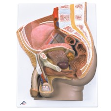 3B Scientific Anatomical Model - Male Pelvis, 2 part - Includes 3B Smart Anatomy