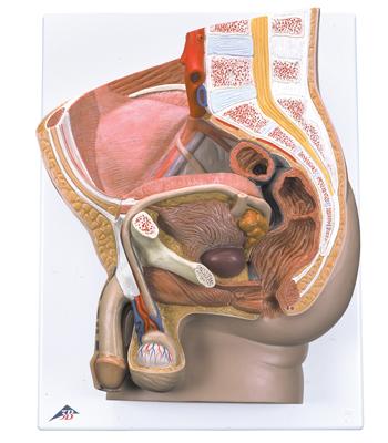 3B Scientific Anatomical Model - Male Pelvis, 2 part - Includes 3B Smart Anatomy