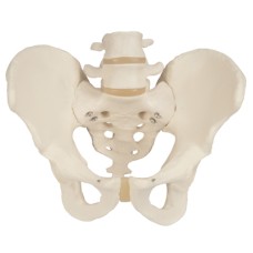 3B Scientific Anatomical Model - Male Pelvic Skeleton - Includes 3B Smart Anatomy