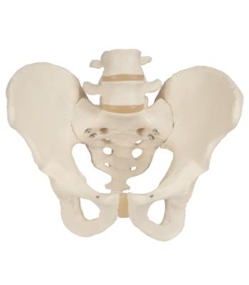 3B Scientific Anatomical Model - Male Pelvic Skeleton - Includes 3B Smart Anatomy