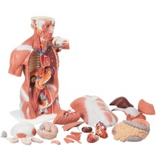 3B Scientific Anatomical Model - Life size Muscle Torso, 27 part - Includes 3B Smart Anatomy