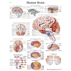 Anatomical Chart - human brain, laminated