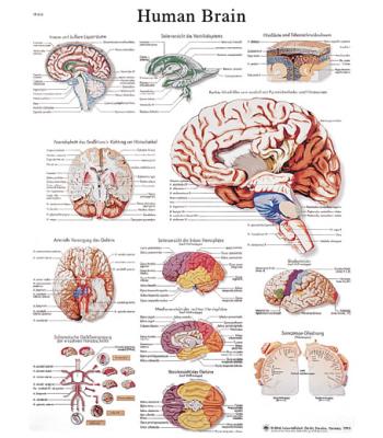Anatomical Chart - human brain, sticky back