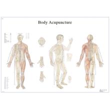 Anatomical Chart - acupuncture body, paper