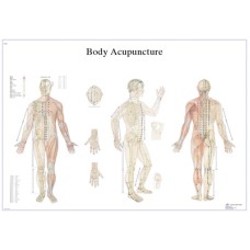 Anatomical Chart - acupuncture body, paper