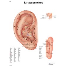 Anatomical Chart - acupuncture ear, laminated