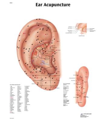 Anatomical Chart - acupuncture ear, laminated