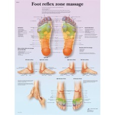 Anatomical Chart - foot massage, reflex zone, paper