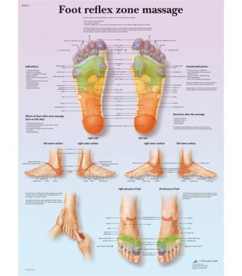 Anatomical Chart - foot massage, reflex zone, laminated