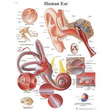 Anatomical Chart - ear, paper
