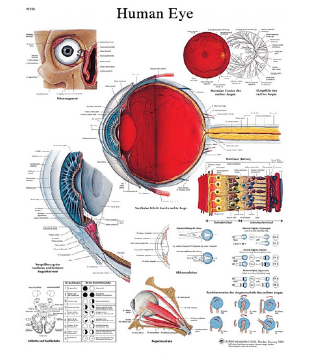 Anatomical Chart eye, laminated