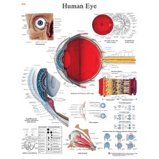 Anatomical Chart - eye, paper