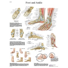 Anatomical Chart - foot & ankle, sticky back