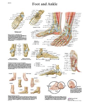 Anatomical Chart - foot & ankle, paper