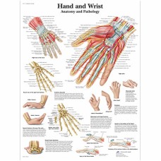 Anatomical Chart - hand & wrist, laminated
