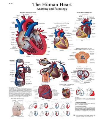 Anatomical Chart - human heart, sticky back