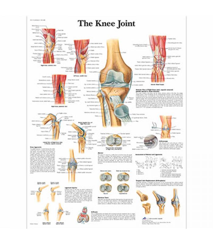 Anatomical Chart - knee joint, laminated