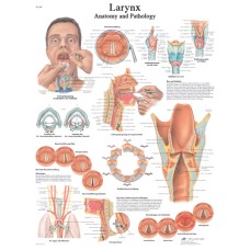 Anatomical Chart - larynx, paper