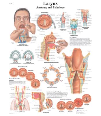 Anatomical Chart - larynx, paper