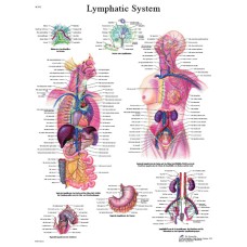 Anatomical Chart - lymphatic system, laminated
