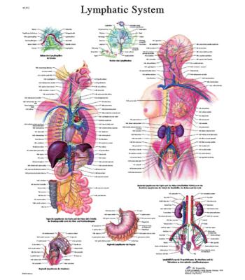 Anatomical Chart - lymphatic system, laminated