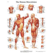 Anatomical Chart - musculature, sticky back