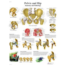 Anatomical Chart - hip & pelvis, paper