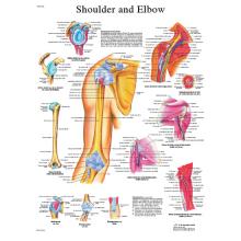Anatomical Chart - shoulder & elbow, paper