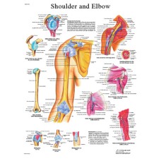 Anatomical Chart - shoulder & elbow, laminated