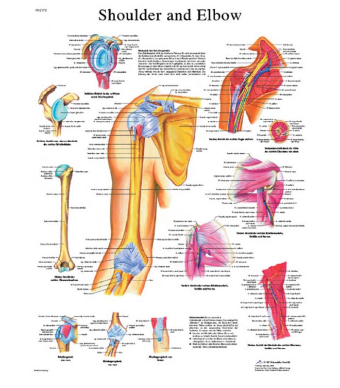 Anatomical Chart - shoulder & elbow, laminated