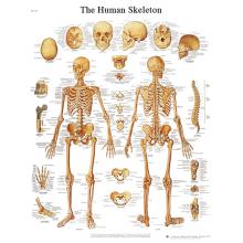 Anatomical Chart - human skeleton, paper