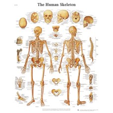 Anatomical Chart - human skeleton, laminated