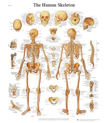 Anatomical Chart - human skeleton, paper