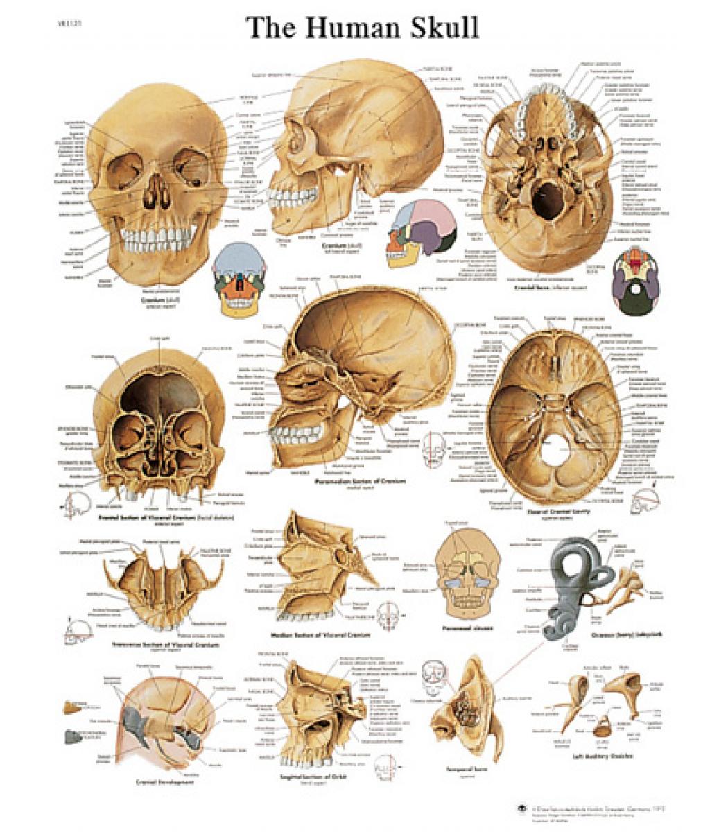 Therapy Anatomy Charts