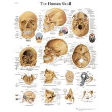 Anatomical Chart - human skull, laminated