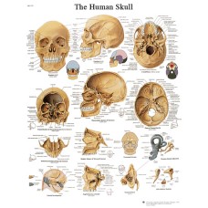 Anatomical Chart - human skull, laminated