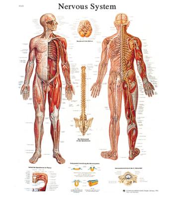 Anatomical Chart - nervous system chart, laminated