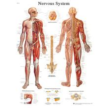 Anatomical Chart - nervous system chart, paper