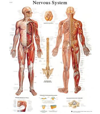 Anatomical Chart - nervous system chart, sticky back
