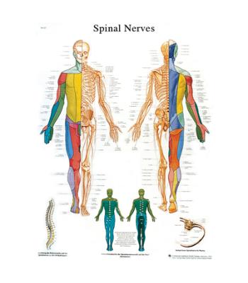 Anatomical Chart - spinal nerves, laminated