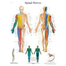 Anatomical Chart - spinal nerves, sticky back