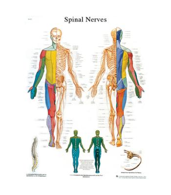 Anatomical Chart - spinal nerves, sticky back