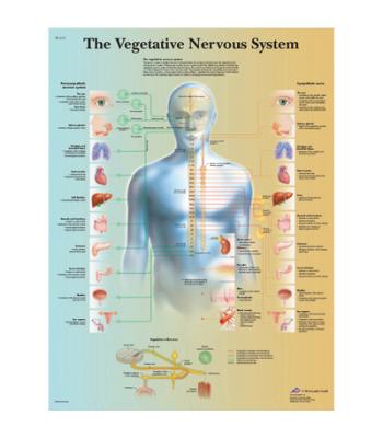 Anatomical Chart - vegetative nervous system, laminated