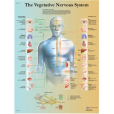 Anatomical Chart - vegetative nervous system, paper
