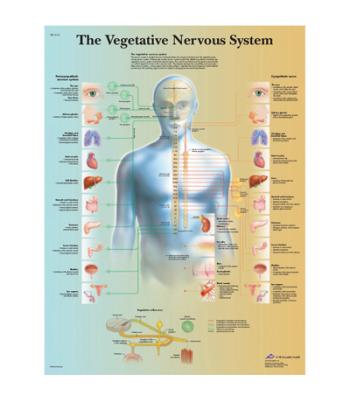 Anatomical Chart - vegetative nervous system, paper