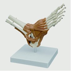 3B Scientific Anatomical Model - Foot Joint - Includes 3B Smart Anatomy